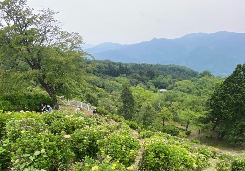 秩父　トレッキング　美の山　紫陽花